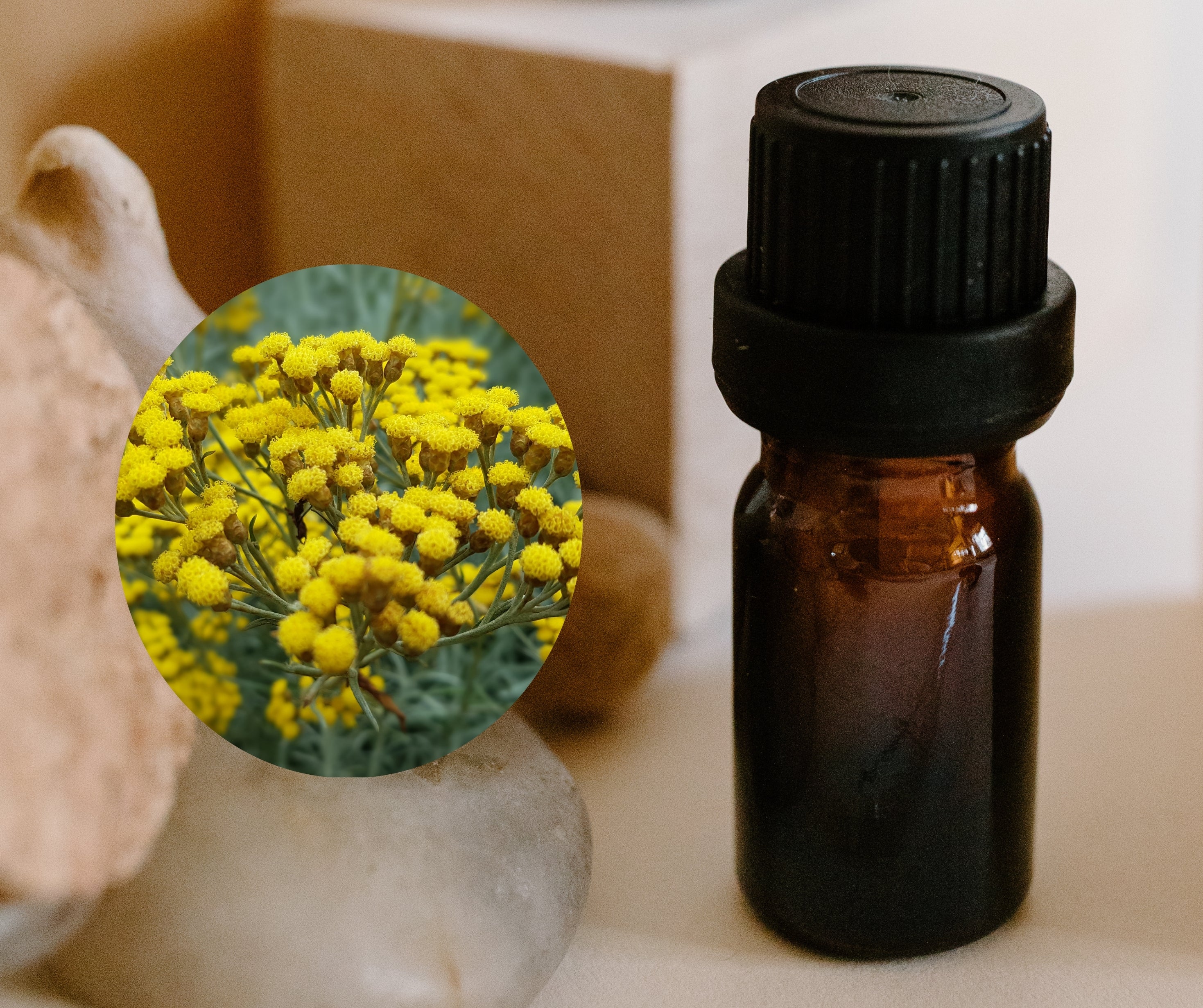 Helichrysum 永久花