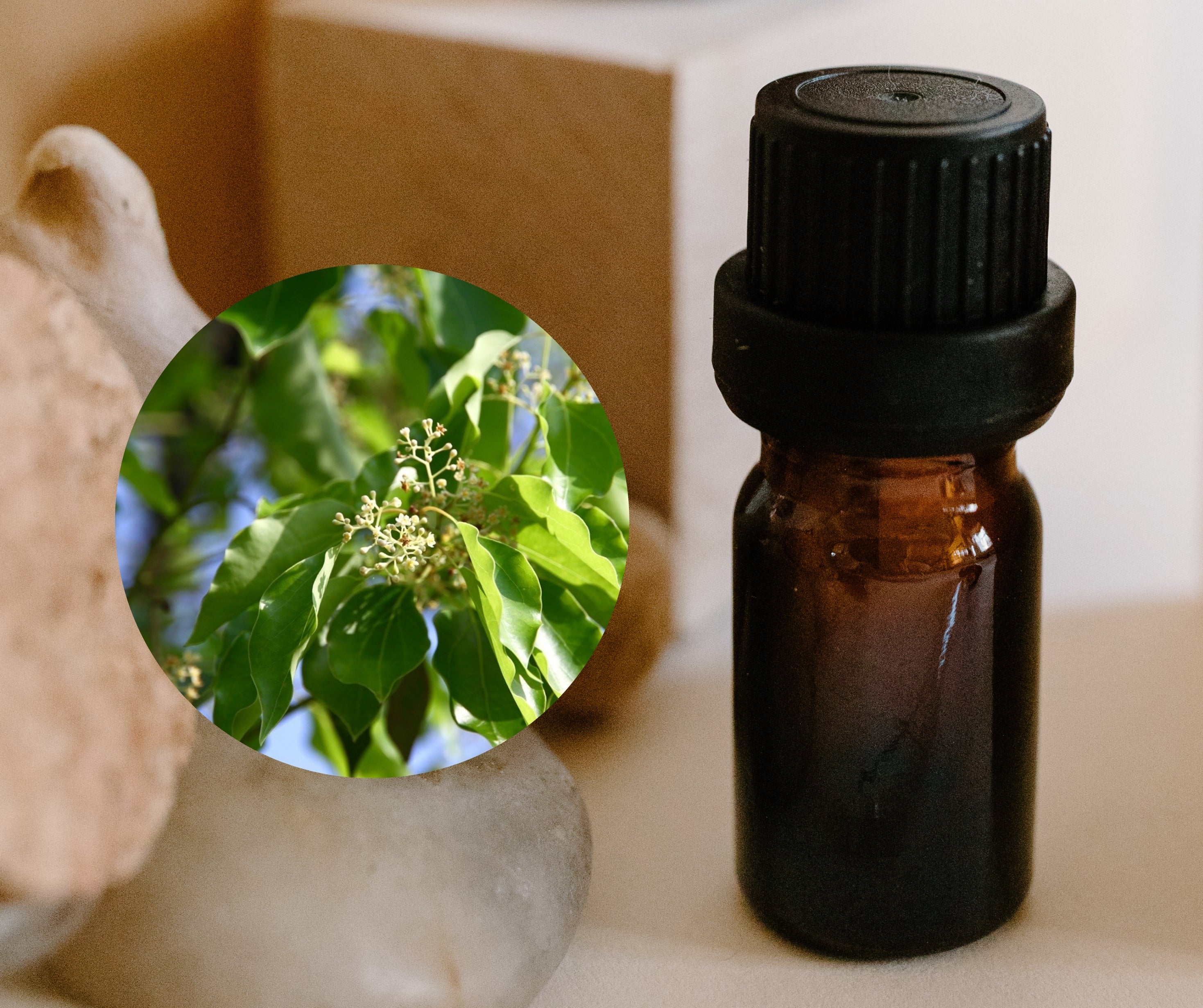 Ravintsara 羅文莎葉