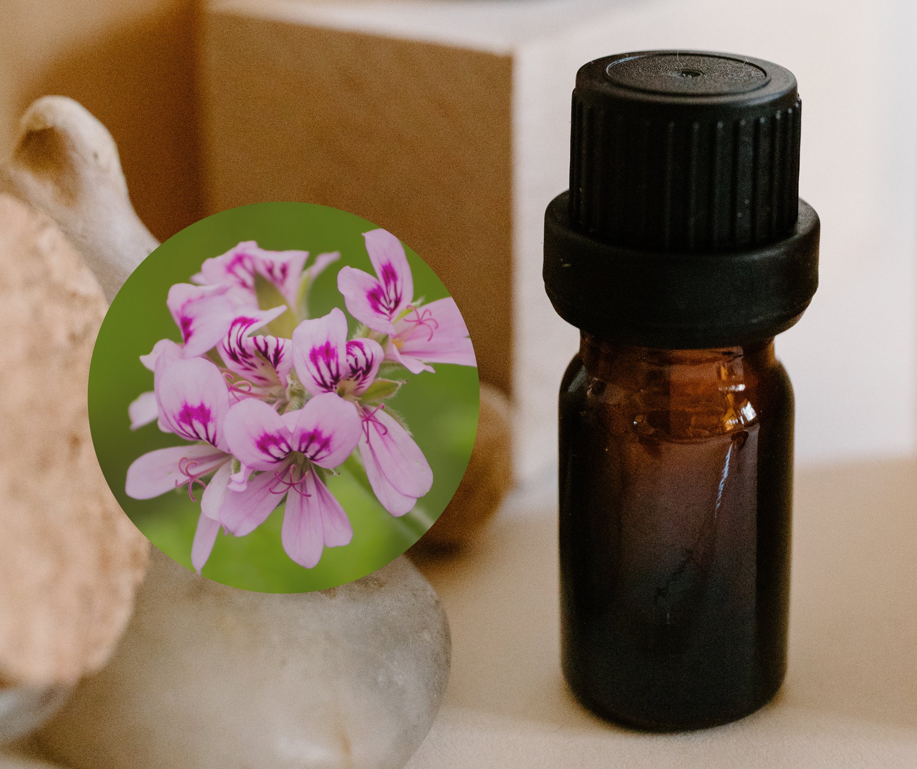 Rose Geranium 玫瑰天竺葵