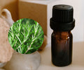 Rosemary CT Camphor 樟腦迷迭香