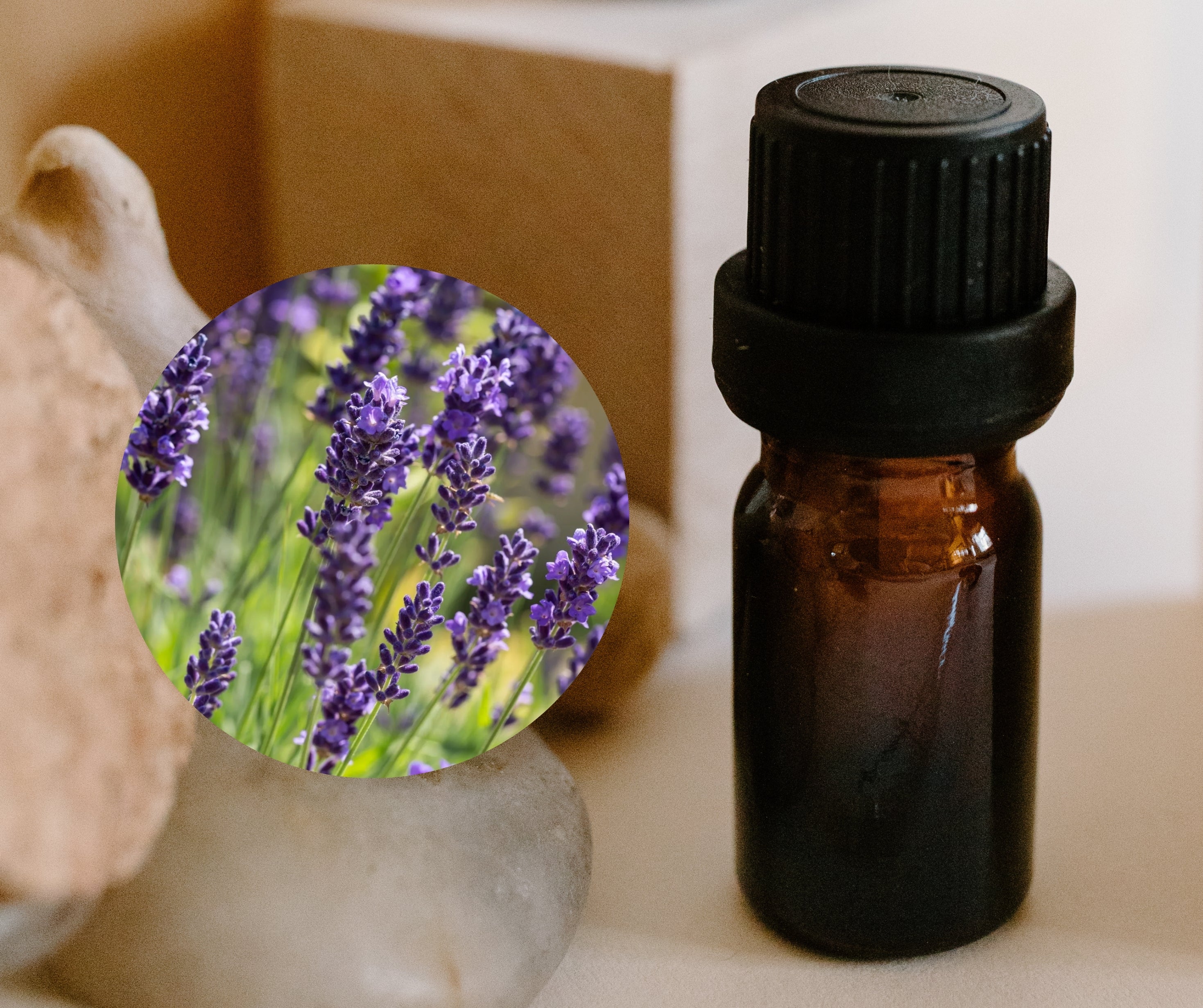 Lavandin 醒目薰衣草