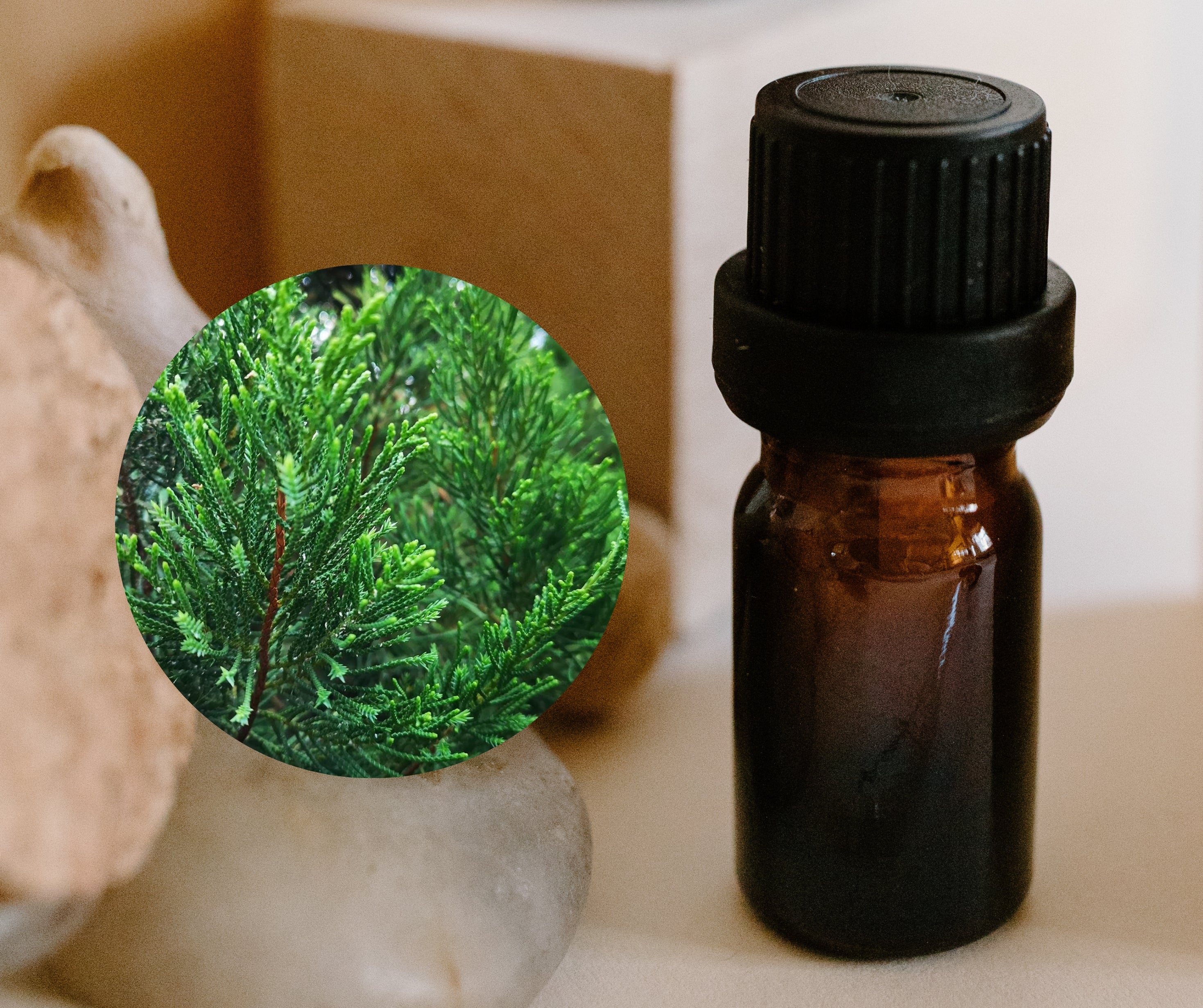 Cedarwood Atlas - 大西洋雪松