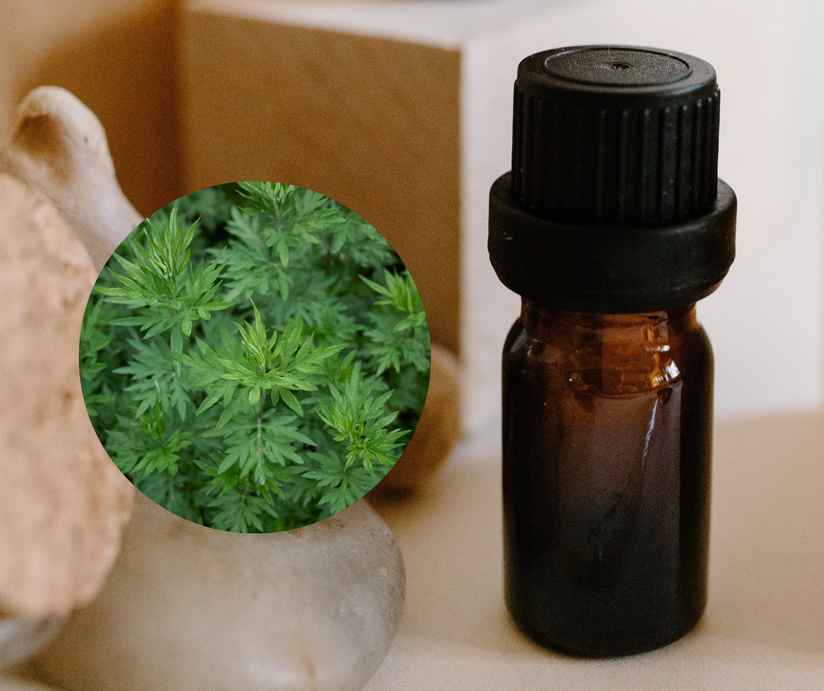 Blue Mugwort - 藍艾草