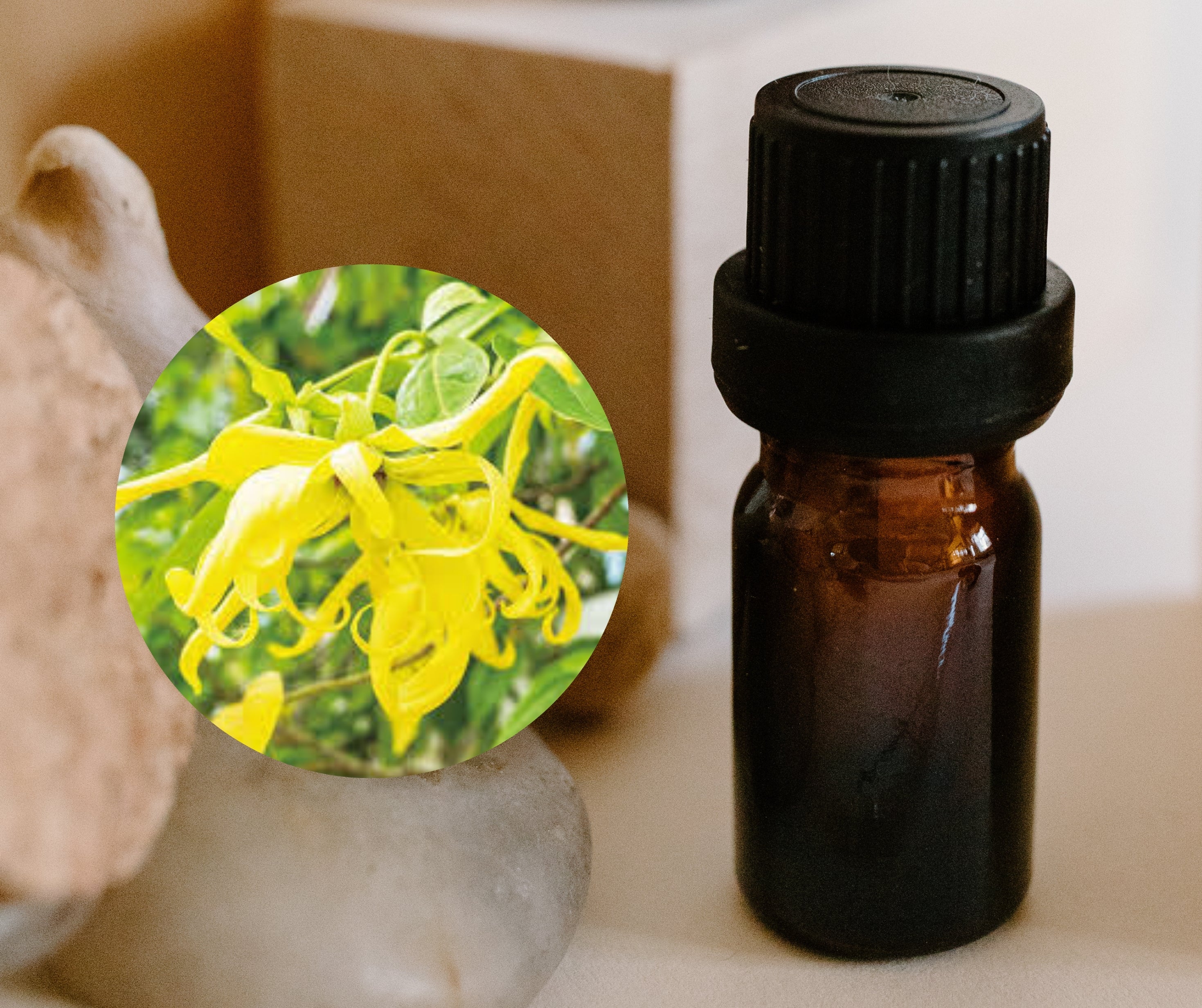 Ylang Ylang 依兰依兰 – HCK AROMATHERAPY