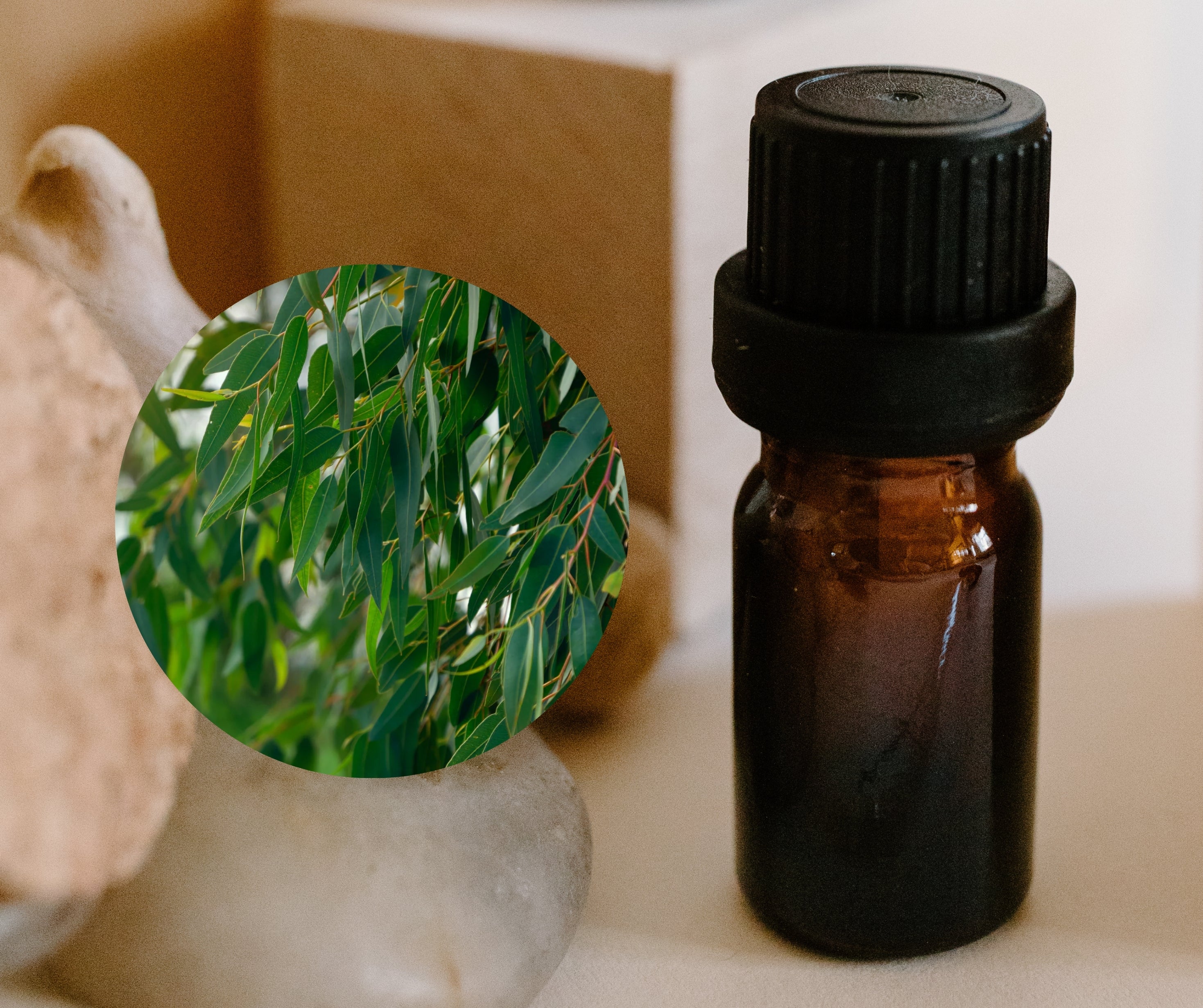 Eucalyptus 尤加利