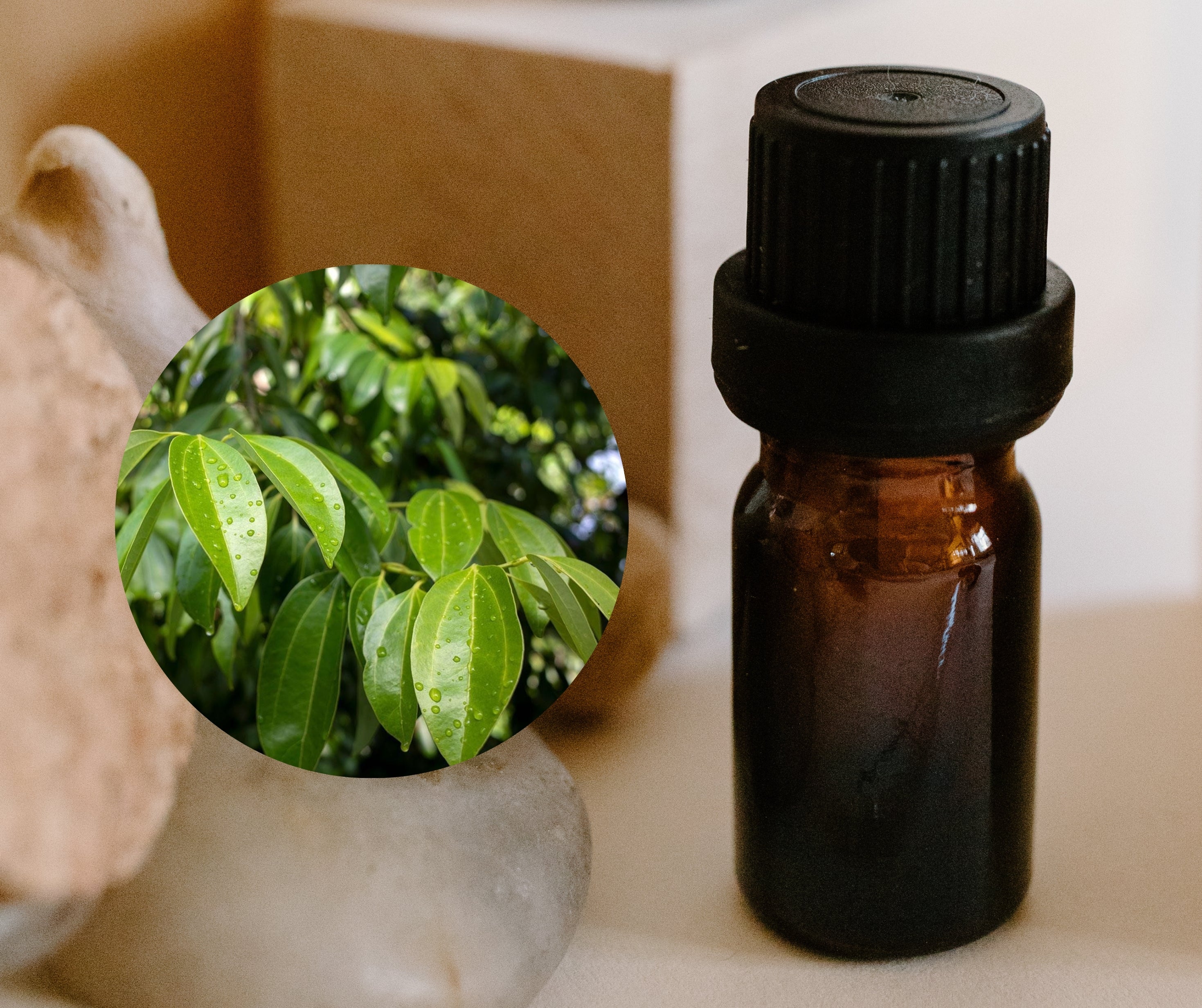 Cinnamon Leaf 肉桂葉