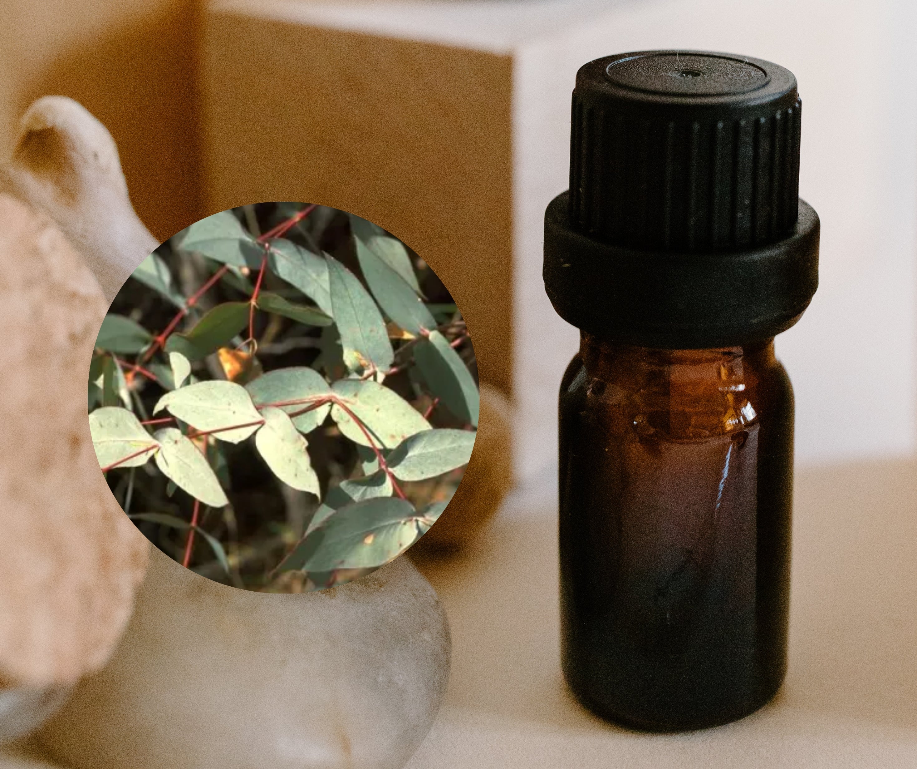 Eucalyptus Peppermint 薄荷尤加利